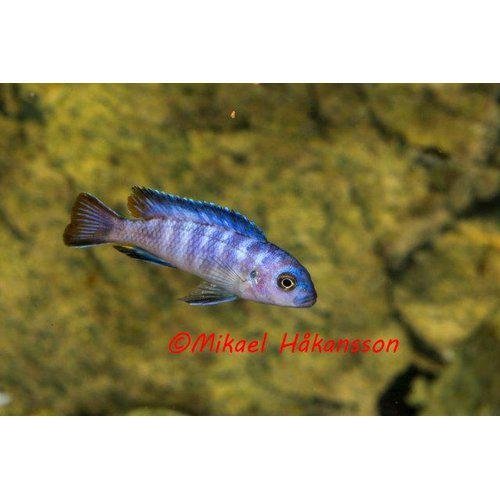 Malawiciklide, Pseudotropheus Elongatus mpanga