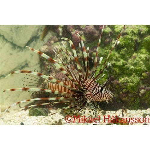 Pterois volitans - Dragefisk