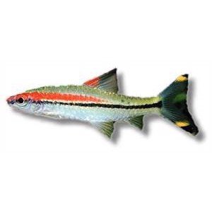Puntius denisonii