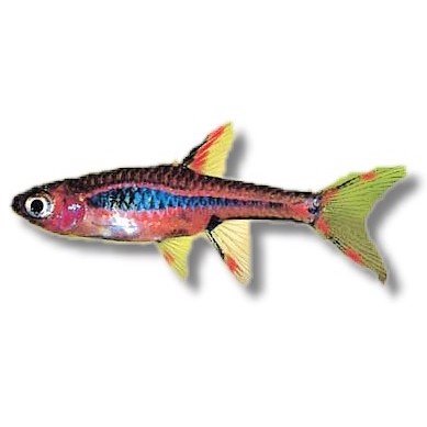 Rasbora brigittae