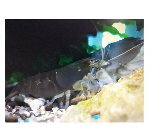 Reje, Atyopsis gaboensis 5-7cm , Klippereje, viftereje