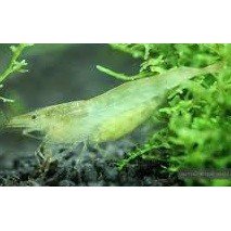 Reje Caridina babaulti green 1,5cm