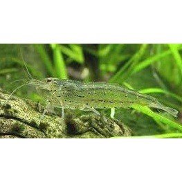 Reje Caridina Japonica Amano