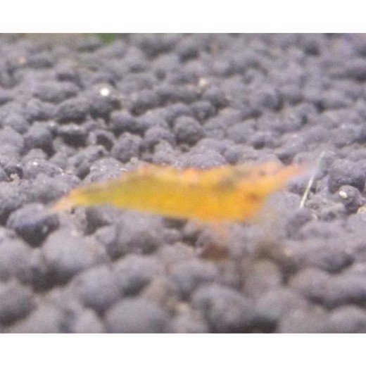 Reje Caridina sp Orange 2cm