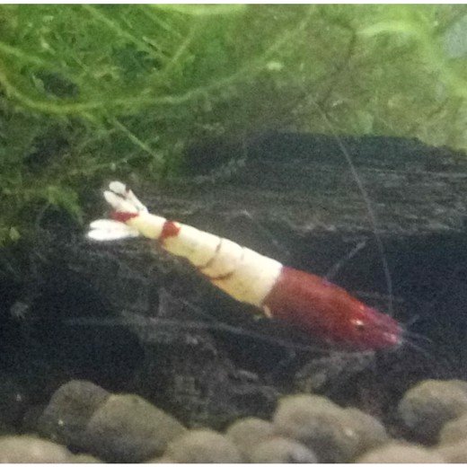 Reje, German Red Pinto