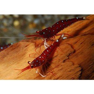Reje Kardinalreje, Caridina dennerli