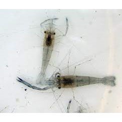 Reje, MACROBRACHIUM DAYANUM, Kaira flod reje