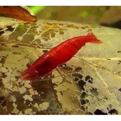 Reje Neocaridina davidi bloody mary