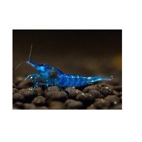 Reje, Neocaridina davidi Blue aura