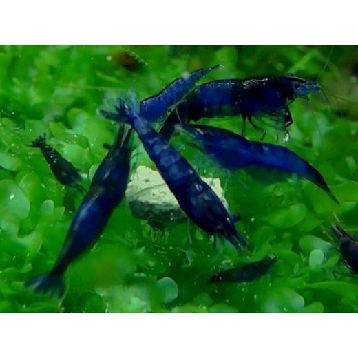 Reje Neocaridina davidi Blue topas