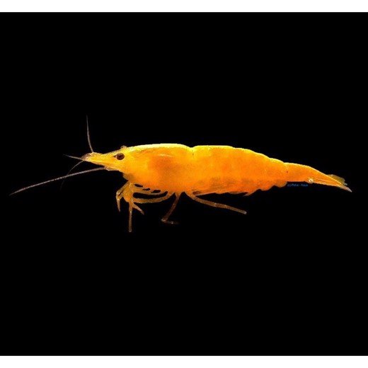 Reje, Neocaridina deniculata Yellow