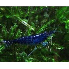 Reje Neocaridina heteropoda Blue diamond