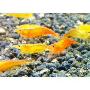 Reje, Sakura orange 1cm