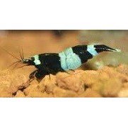 Reje Sort Crystal 1cm , Caridina sp.