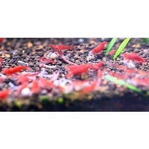 Reje, Super Rød sakura 1-1,5cm