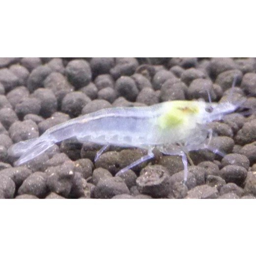 Reje, zhangjiajiensis white Snowball shrimp