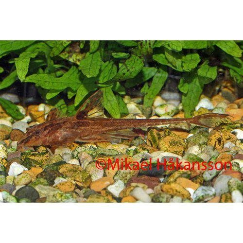 Rineloricaria sp. red