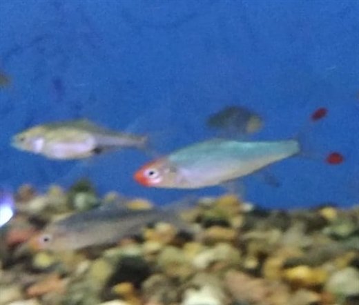 Rødmunds dværg rasbora