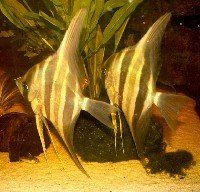 Scalare altum - peruensis