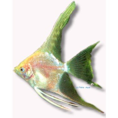Scalare gold Long Fin 4cm