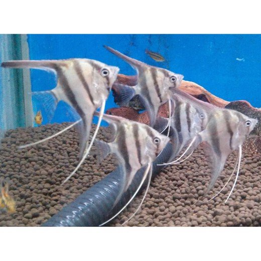 Scalare Rio Manacapuru red back