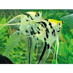 Scalarer  Koi