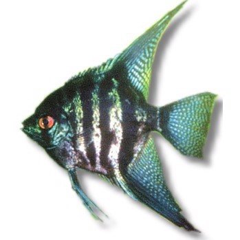Scalarer  zebra smoke 4-5cm