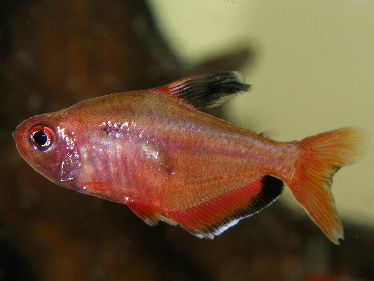 Serpae-tetra (Megalamphodus eques) i akvarie