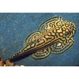 Sewellia lineolata