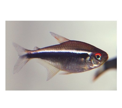 Tetra Sort Neon