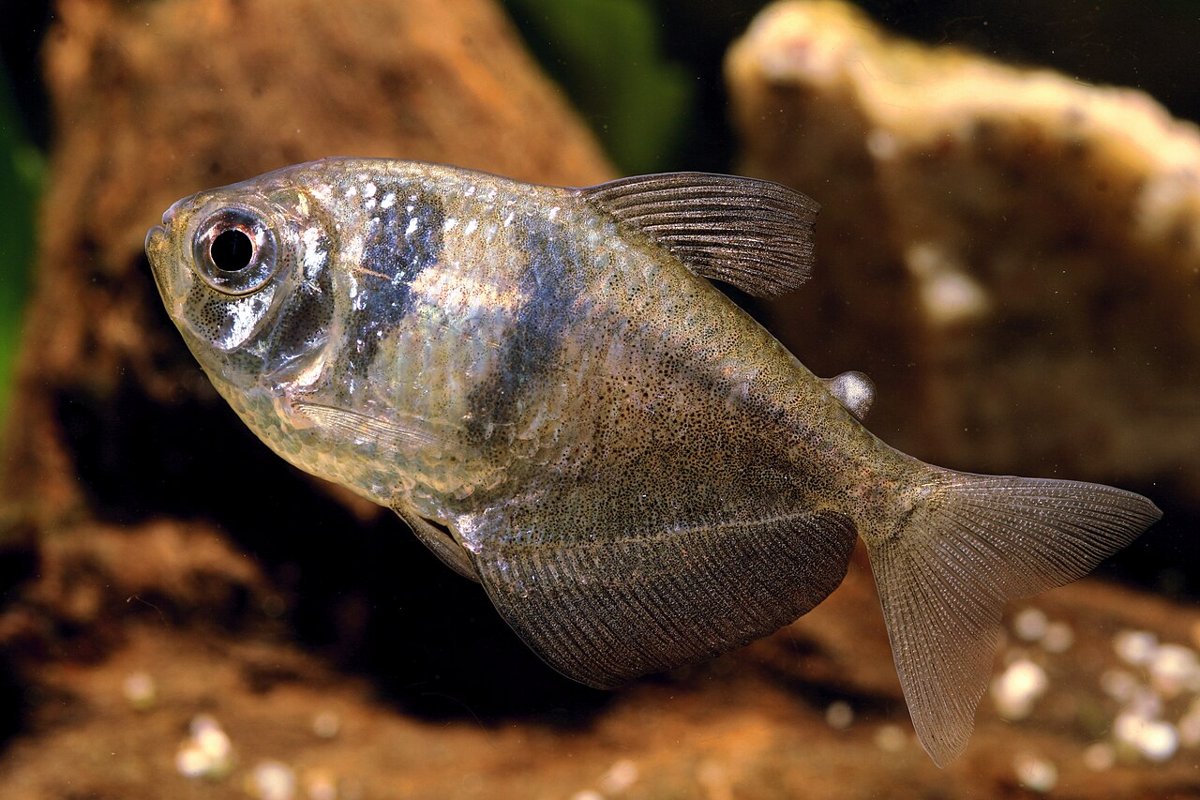 Sorttetra (Gymnocorymbus ternetzi) i akvarie