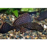 Sugemalle Gippeseps 6-7cm