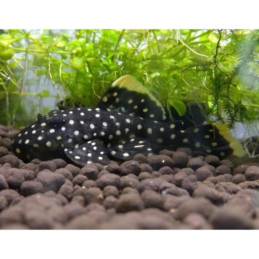Sugemalle L018 Golden Nugget