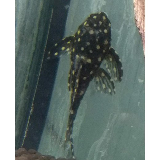 Sugemalle L240 Leporacanthicus sp.