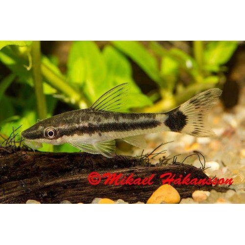 Sugemalle Otocinclus macrospilus