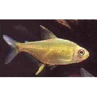 Tetra Citron   M