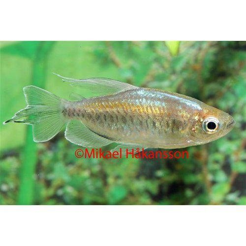 Tetra Congo