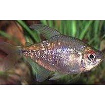 Tetra Diamant
