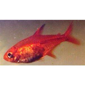 Tetra Ember