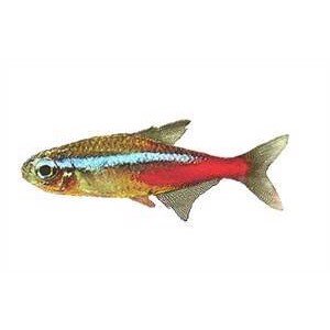 Tetra Neon 2cm