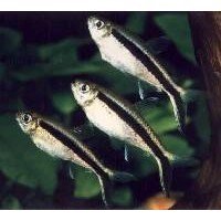 Tetra Penquin Pingvin