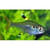 Tetra Pristella