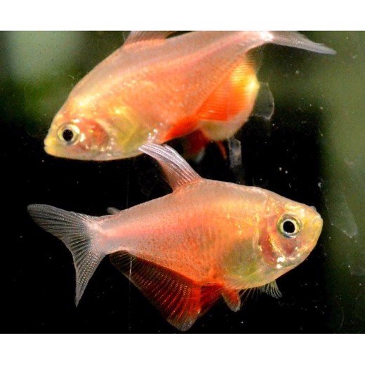 Tetra Rød rio