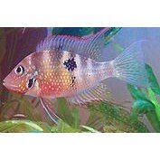 Thorichthys ellioti 3-4cm