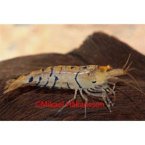Reje, Tiger reje Caridina mariae