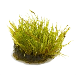 Plagiomnium sp. 'Thyme Moss' 1-2-Grow