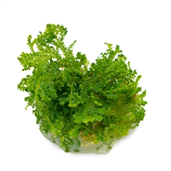 Selaginella uncinata 1-2-Grow