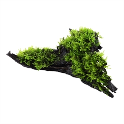 Vesicularia montagnei 'Christmas Moss' på rod