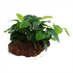 Anubias barteri nana på lavasten