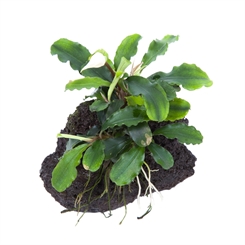 Bucephalandra pygmaea 'Bukit Kelam' på lavasten
